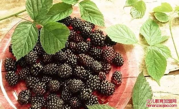 买桑葚需要哪些方面挑选？