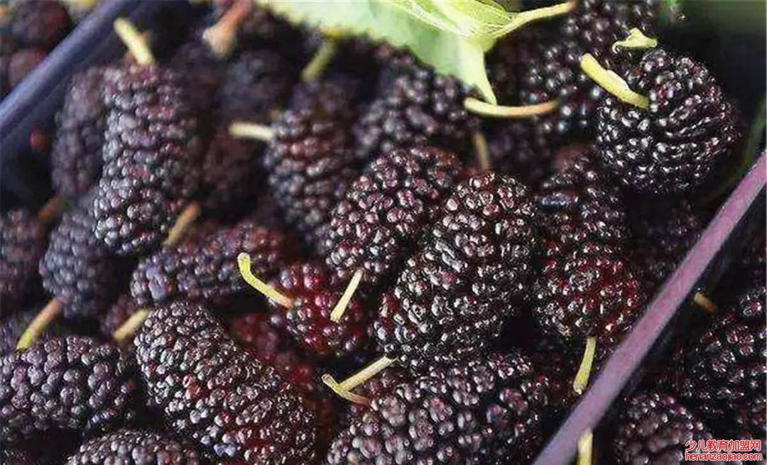 买桑葚需要哪些方面挑选？