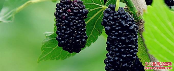 买桑葚需要哪些方面挑选？