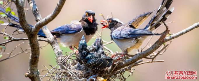 蓝桉已遇释槐鸟下一句是什么？