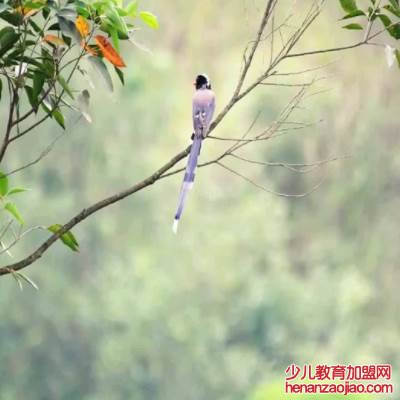 蓝桉已遇释槐鸟下一句是什么？