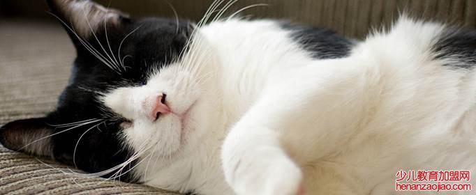 猫挨着主人睡有害吗？