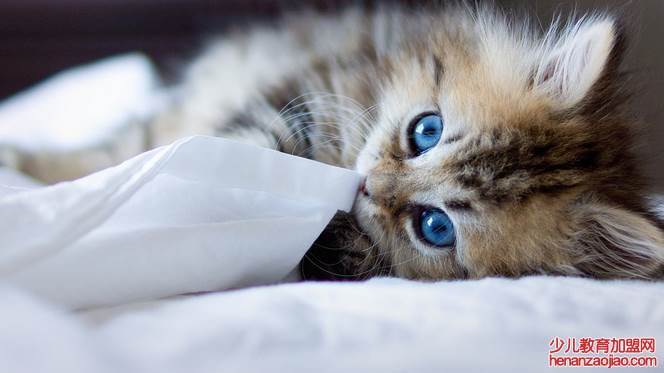 猫挨着主人睡有害吗？