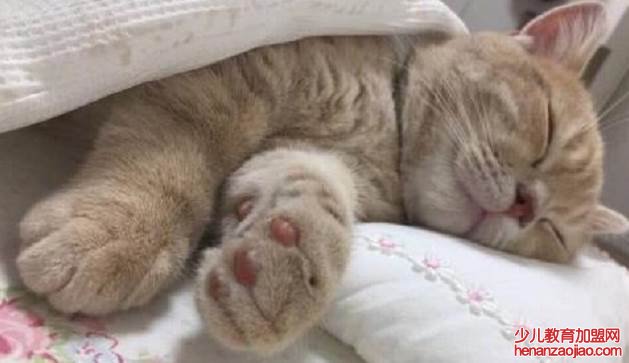 猫挨着主人睡有害吗？