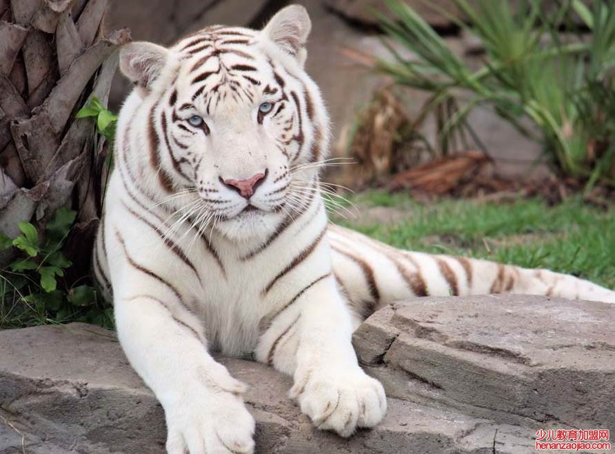 老虎究竟有几种类型？