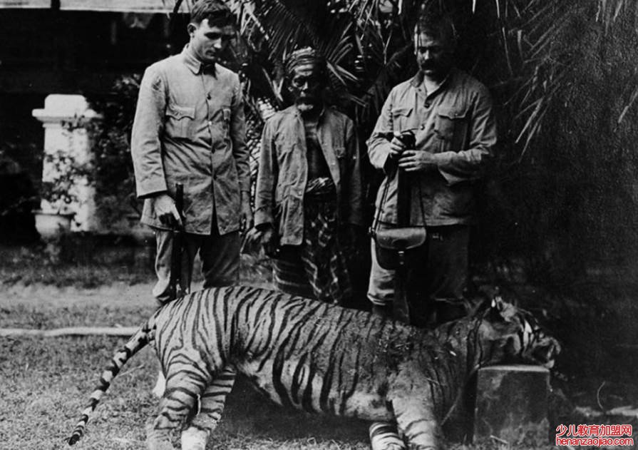 老虎究竟有几种类型？