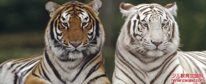 老虎究竟有几种类型？