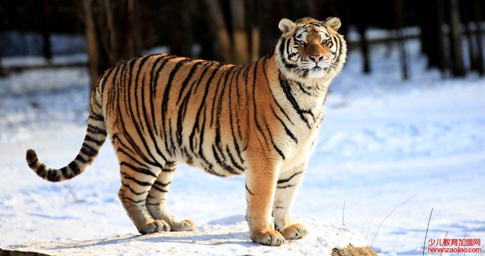 老虎究竟有几种类型？