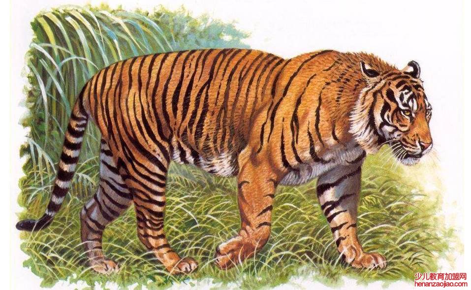 老虎究竟有几种类型？