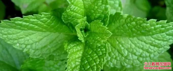 卫生间养什么花？