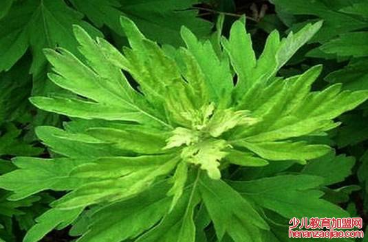 卫生间养什么花？