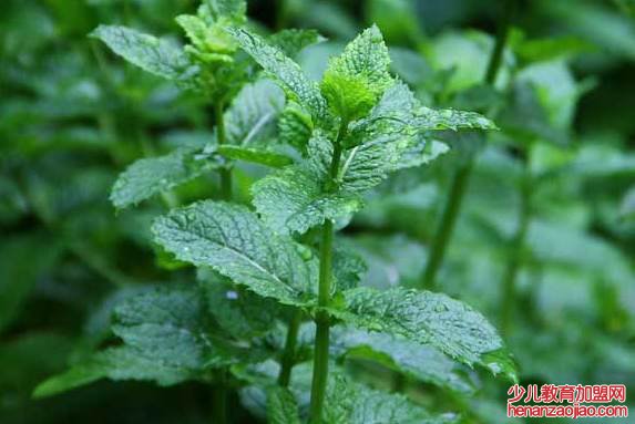 卫生间养什么花？