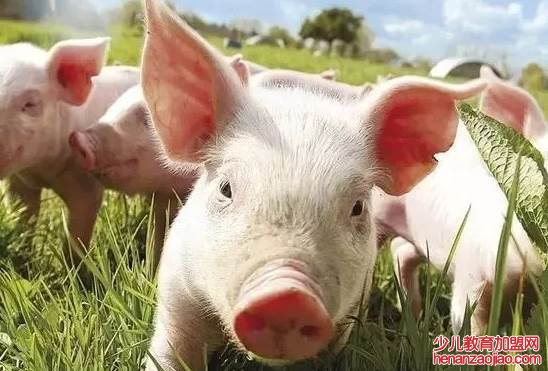 为什么猪肉涨的这么快？