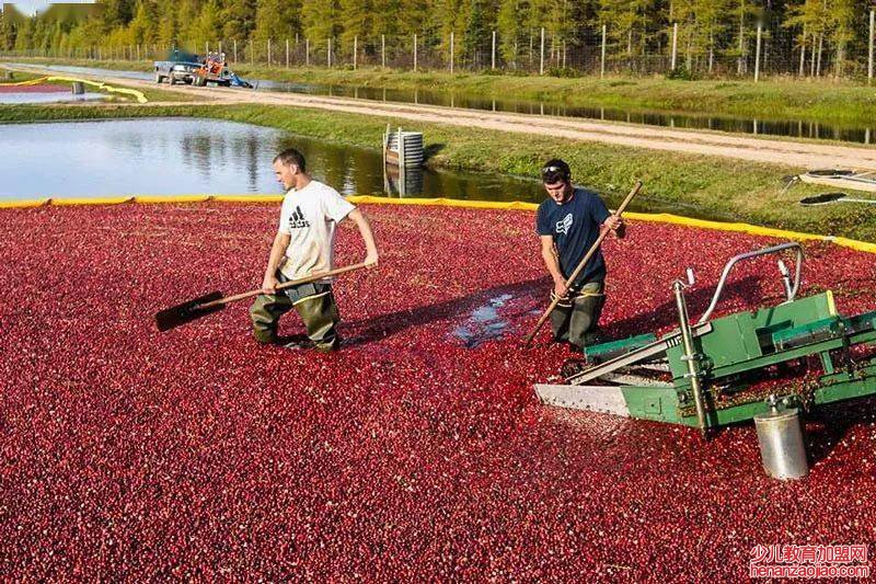 蔓越莓长在水里吗？