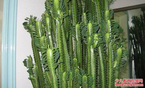 4种适合养在客厅的树是什么?