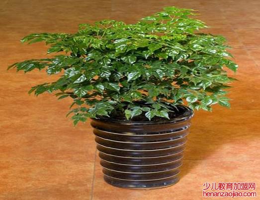 4种适合养在客厅的树是什么?