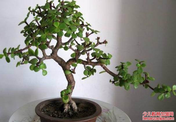 4种适合养在客厅的树是什么?