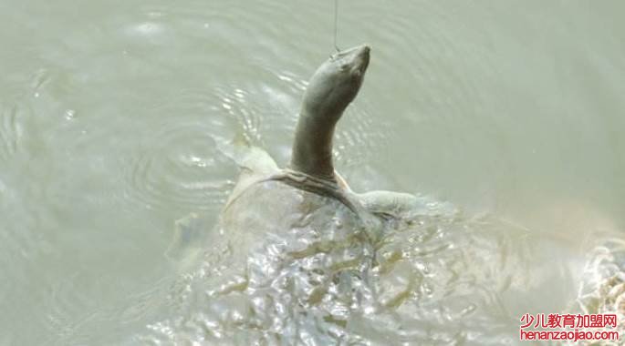 钓野生甲鱼最好的方法是什么?