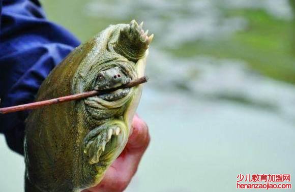 钓野生甲鱼最好的方法是什么?