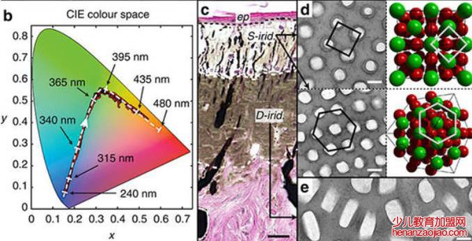 变色龙如何变色？