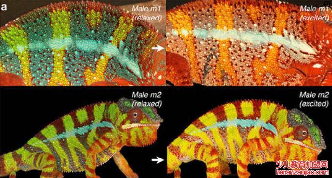 变色龙如何变色？