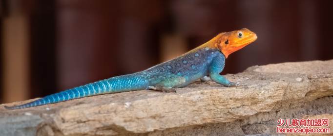 变色龙如何变色？