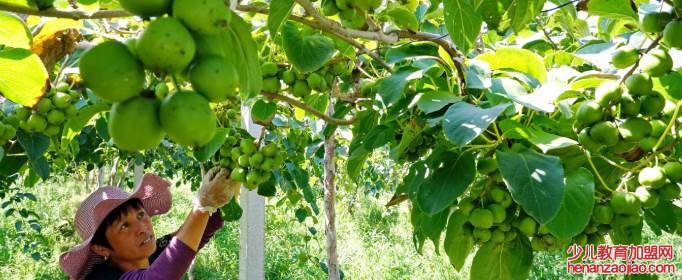 软枣猕猴桃还叫什么?