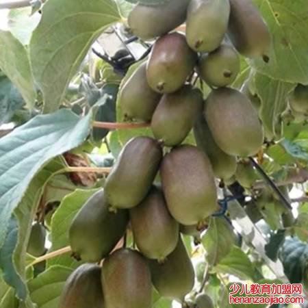 软枣猕猴桃还叫什么?