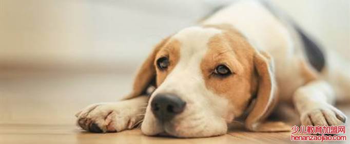 什么生肖的女人超好命?