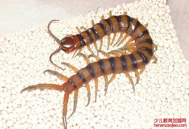 蟑螂最怕的天敌是什么?