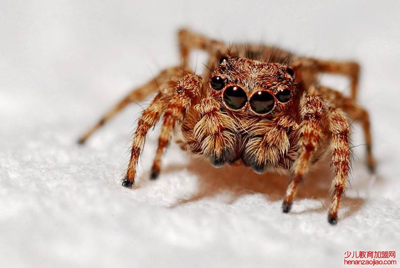 蟑螂最怕的天敌是什么?