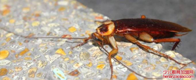 蟑螂最怕的天敌是什么?