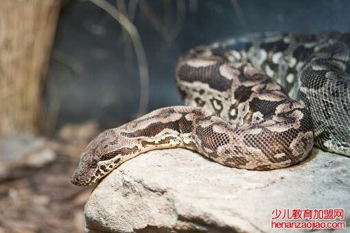 蛇最怕什么东西和气味？
