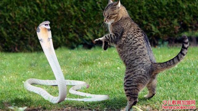 蛇最怕什么东西和气味？