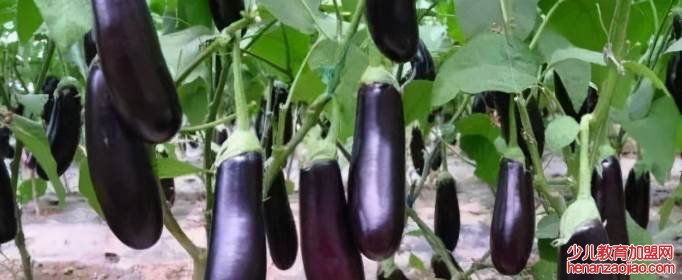 茄子里含有多少淀粉？