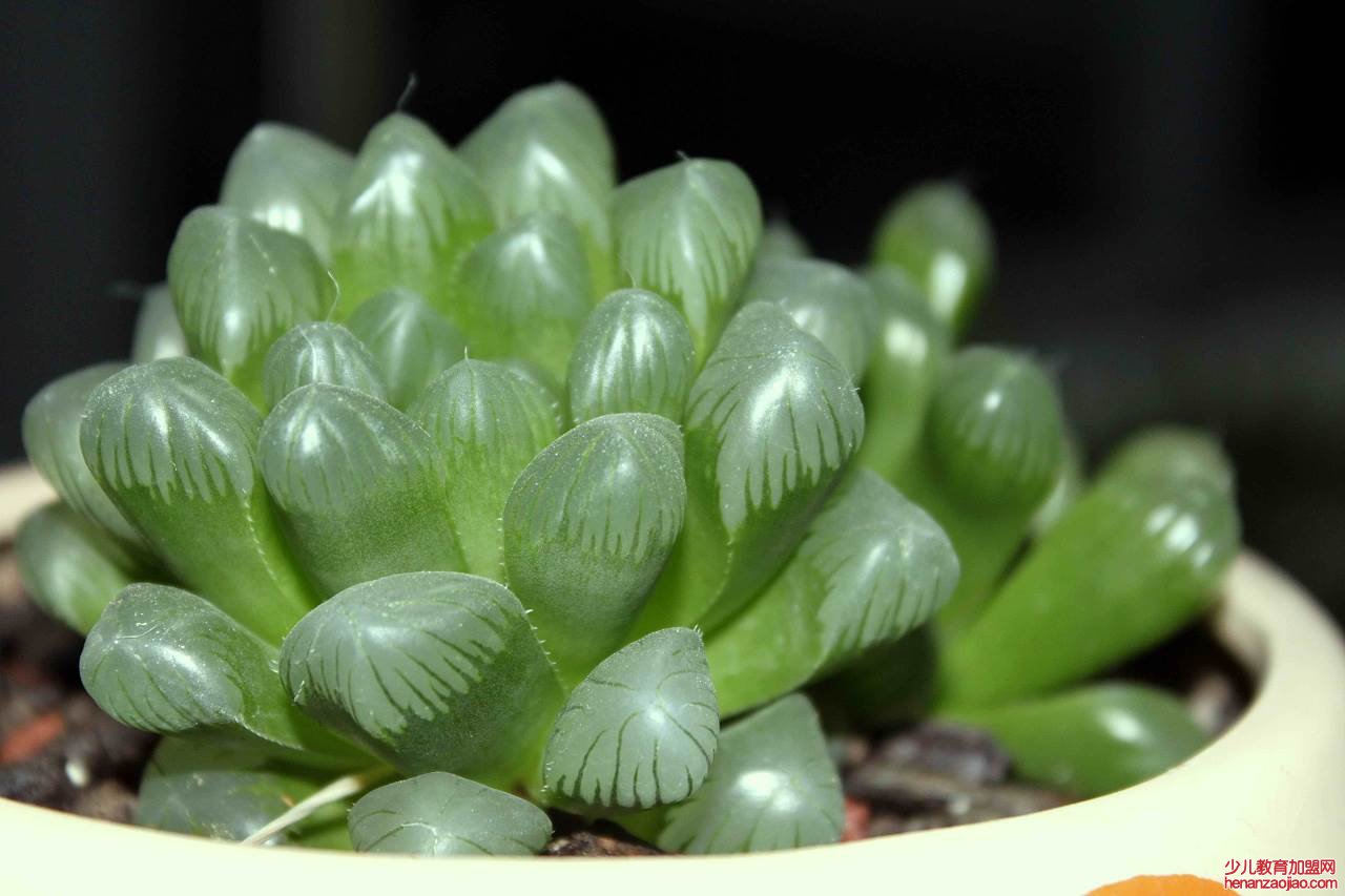 玉露喜湿容易晒成煤球吗？