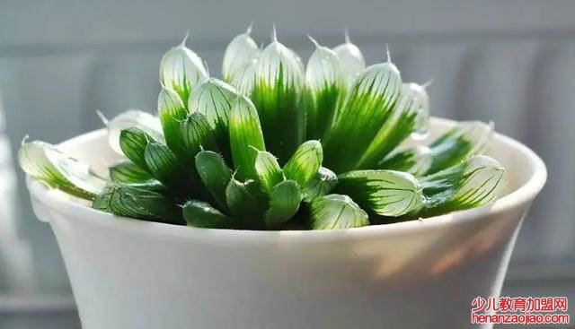 玉露喜湿容易晒成煤球吗？