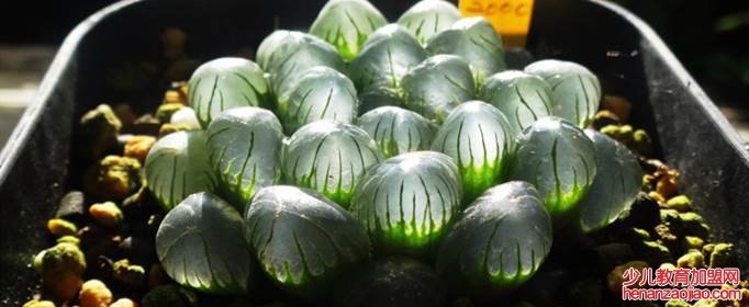 玉露喜湿容易晒成煤球吗？