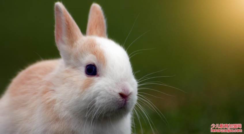 哪一年属兔的是金兔?