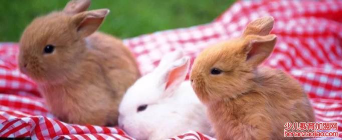 哪一年属兔的是金兔?