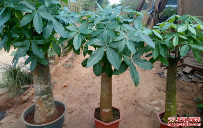 一米五的发财树价格是多少？