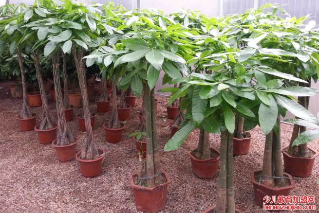 一米五的发财树价格是多少？