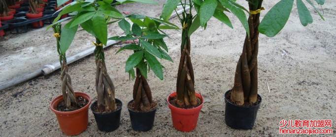 一米五的发财树价格是多少？