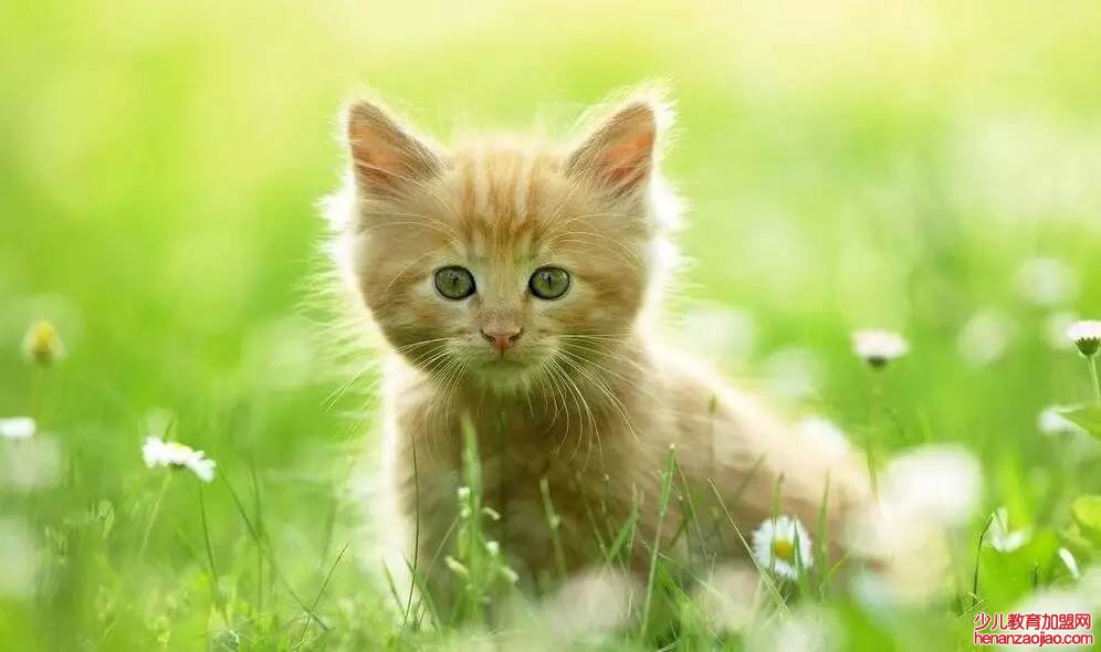 被猫抓了一下轻微破皮要打针吗？