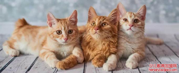 被猫抓了一下轻微破皮要打针吗？