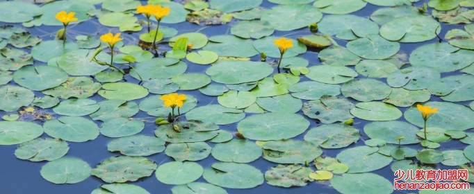 荇菜又被成为金莲还是金荷?