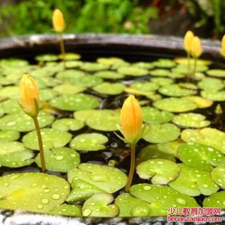 荇菜又被成为金莲还是金荷?