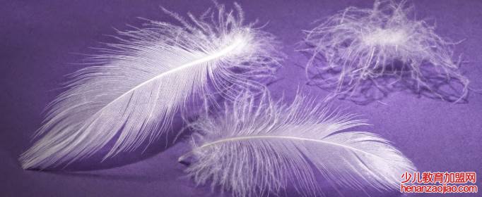 灰鸭绒和白鸭绒的区别是什么？