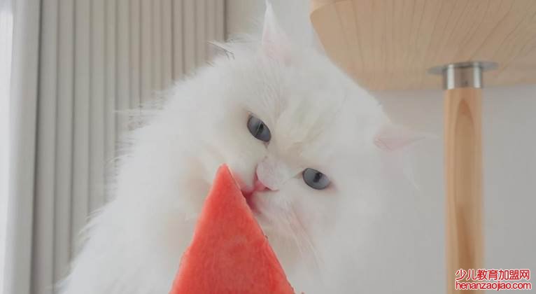 猫猫可以吃的水果排名是什么？