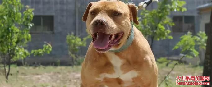 世界十大猛犬排名是怎样的?